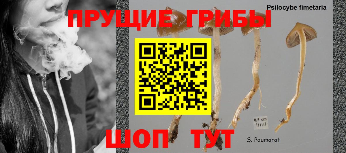 Псилоцибиновые грибы Cubensis Первоуральск